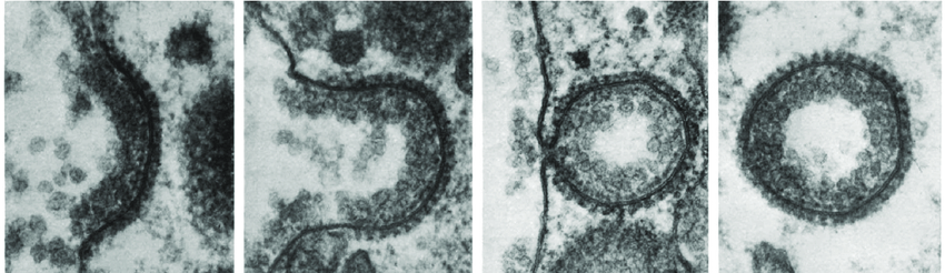 Clathrin mediated endocytosis