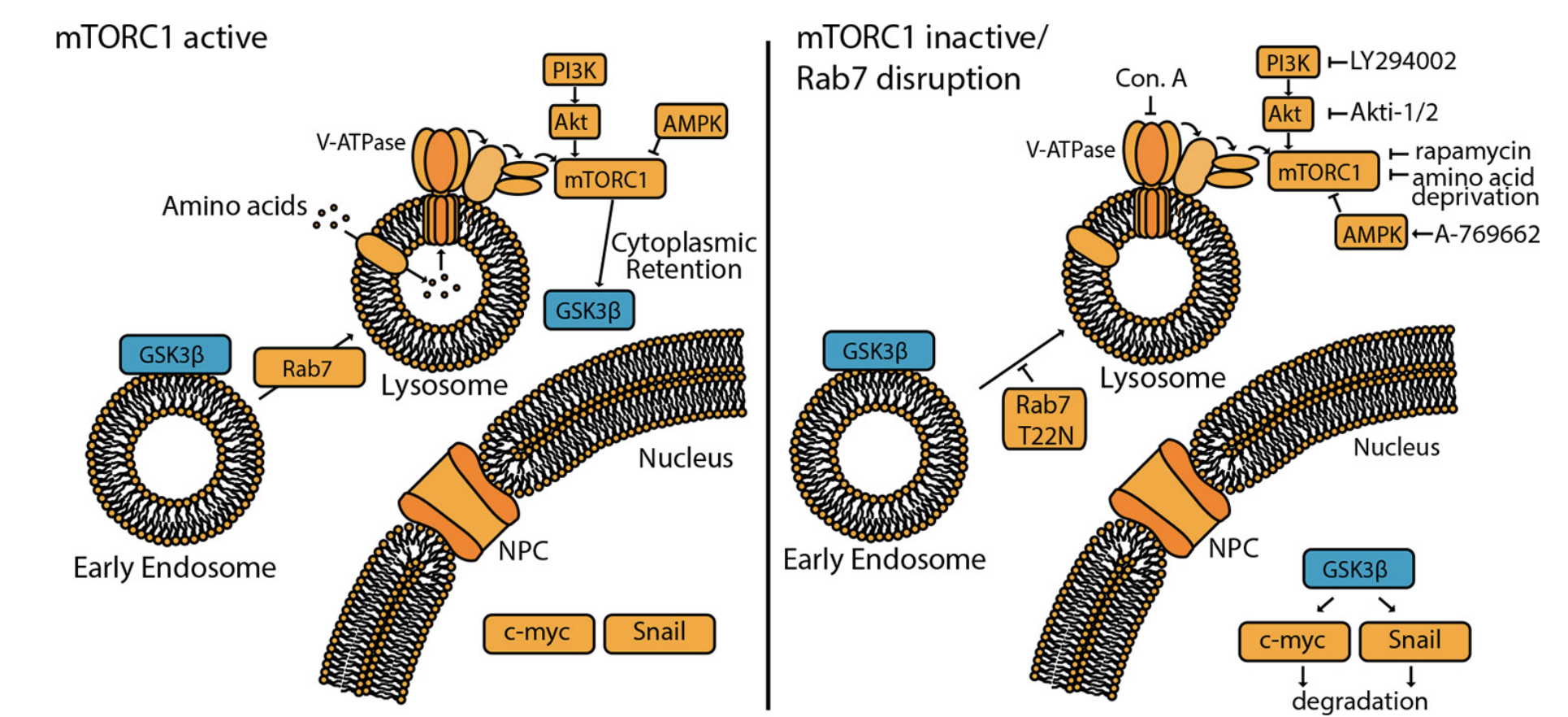 Cell metabolism and organelle dynamics