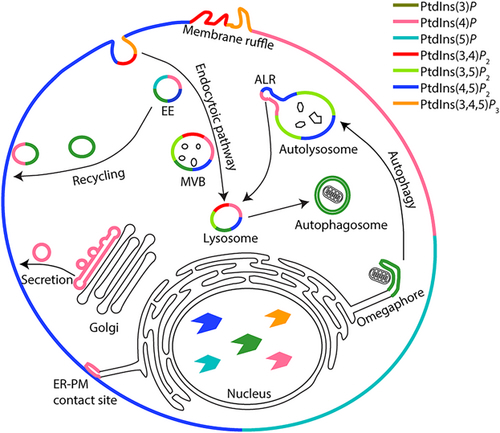 Phosphoinositides and lipid signalling